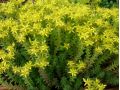 Sedum sexangulare - rozchodník šestiřadý