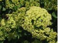 Sedum 