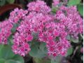 Sedum 