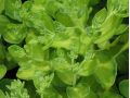Sedum 