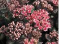 Sedum 