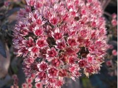 Sedum 