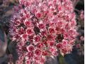 Sedum 