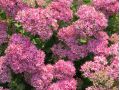 Sedum 