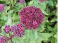 Sedum fabaraia var. borderi - rozchodník