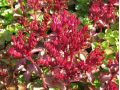Sedum spurium 