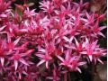 Sedum spurium 