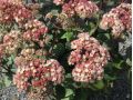 Sedum 