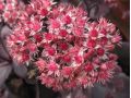 Sedum 