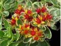 Sedum kamtschaticum 