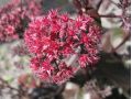 Sedum 