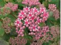 Sedum 