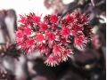 Sedum 