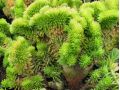 Sedum reflexum 