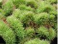 Sedum reflexum 