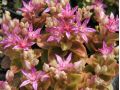 Sedum obtusilobum - rozchodník