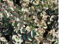 Sedum sieboldii - rozchodník