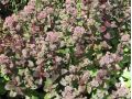 Sedum 