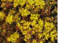 Sedum 