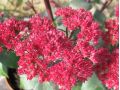 Sedum 