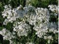 Gypsophila paniculata 