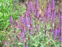 Salvia nemorosa 