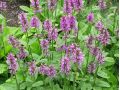 Stachys ( Betonica) monnieri 