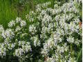 Stachys ( Betonica) officinalis 