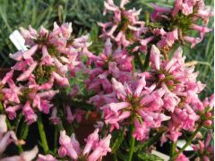 Stachys monnieri 