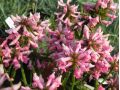 Stachys monnieri 