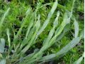 Genista sagittalis - kručinka křídlatá