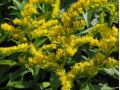 Solidago 