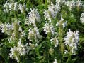 Nepeta nervosa 