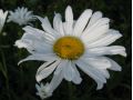 Leucanthemum maximum 