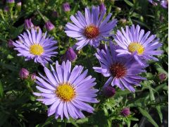 Aster 