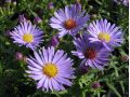 Aster 