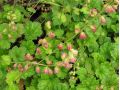 Tellima grandiflora 