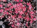 Sedum cauticola 