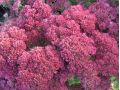 Sedum 