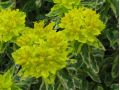 Euphorbia polychroma 
