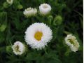 Erigeron 