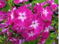 Phlox paniculata 