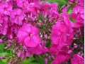 Phlox paniculata 