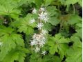 Tiarella 
