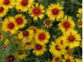 Gaillardia aristata 