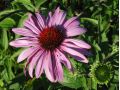 Echinacea purpurea 