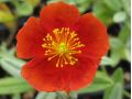Helianthemum 