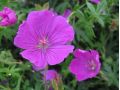Geranium sanguineum 