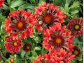 Gaillardia 