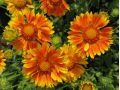 Gaillardia 